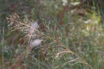 Florida dropseed